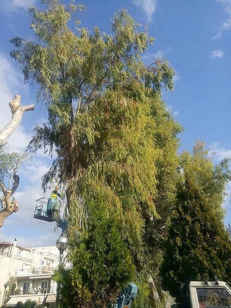 kladema_beloyxivth_5-2-2019